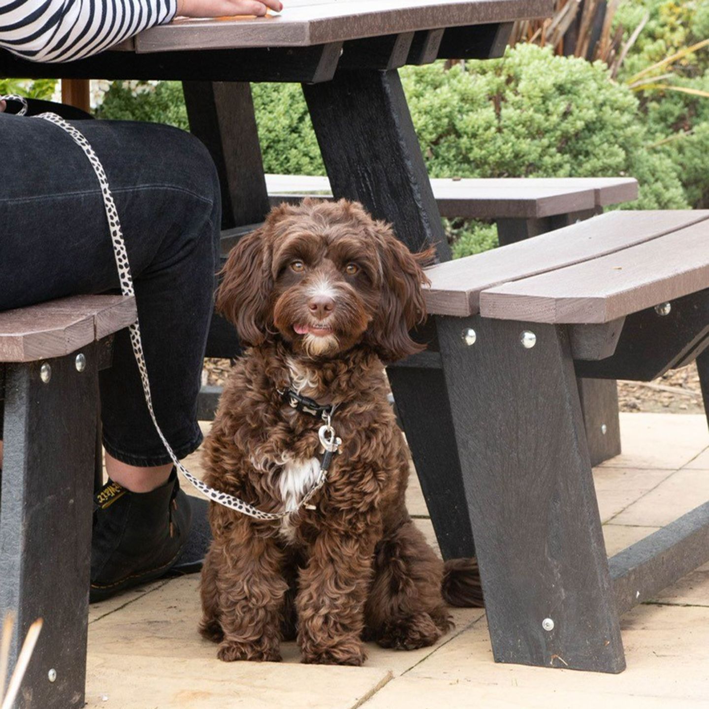 Your local dog friendly pub in Newcastle-Under-Lyme